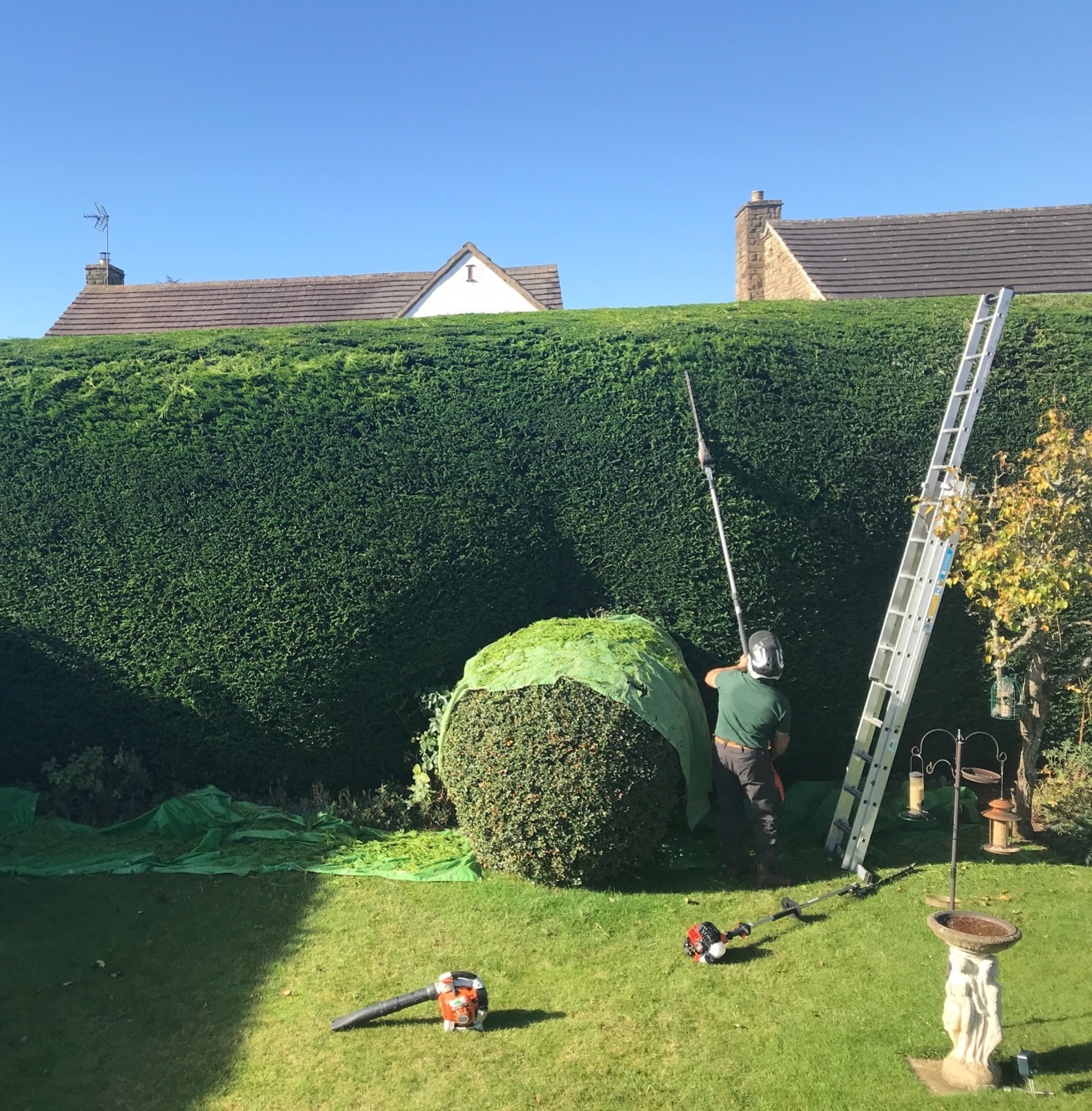 Man trimming high hedge